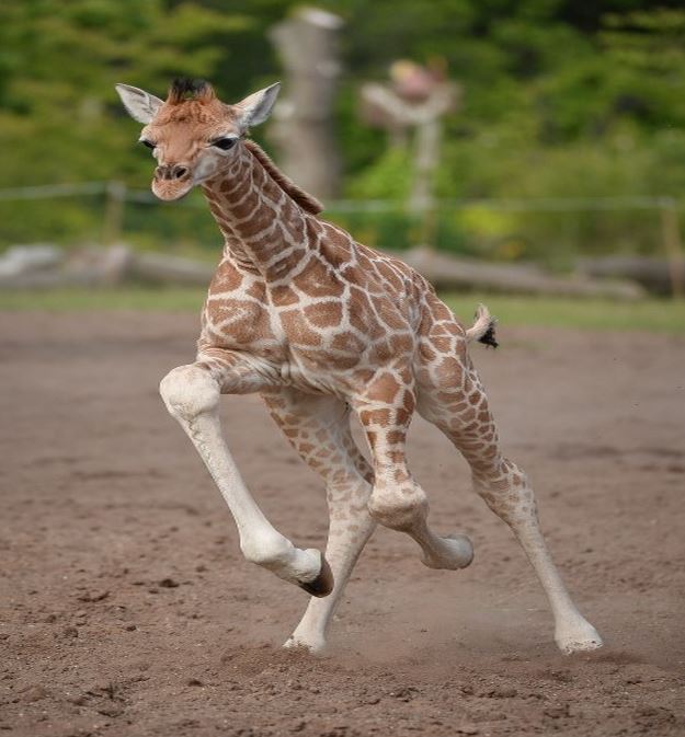 Chester Zoo