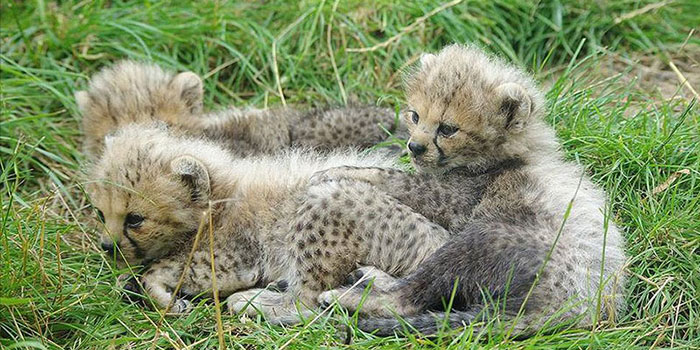 Cheetah Conservation Programme