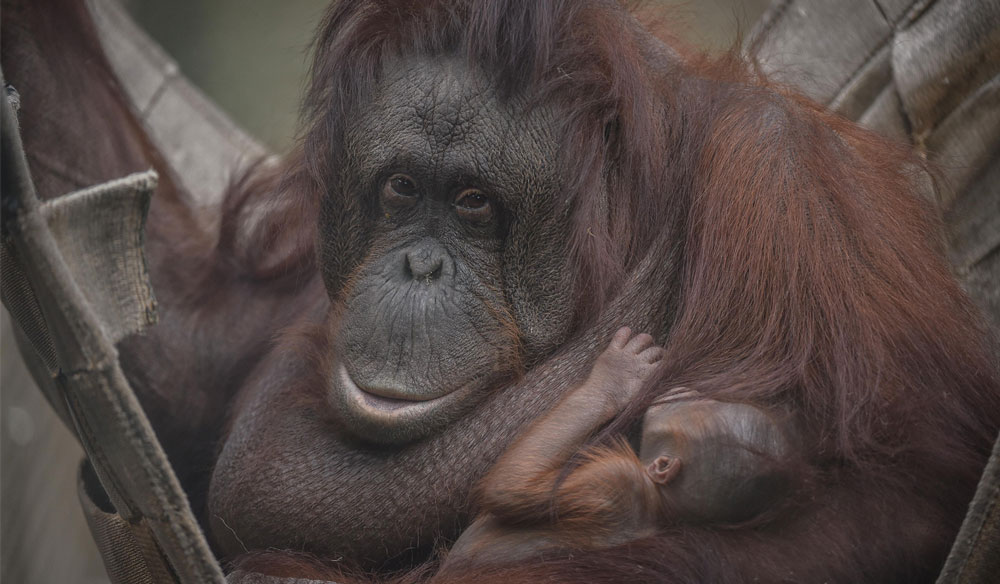 Chester Zoo: Borneo Oragutans