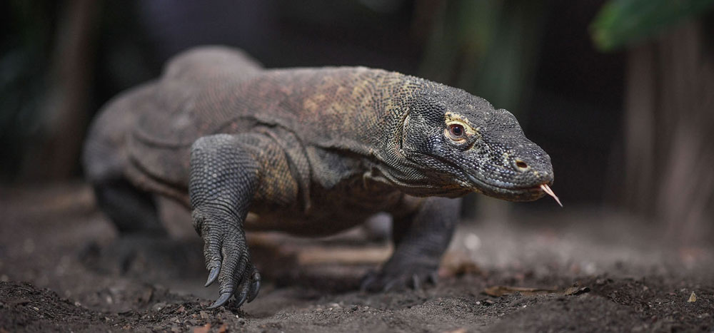 Komodo Dragons at Chester Zoo