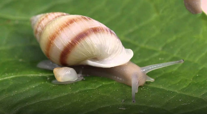 Partula Snail Project