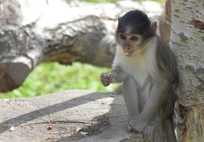 Conservation at London Zoo