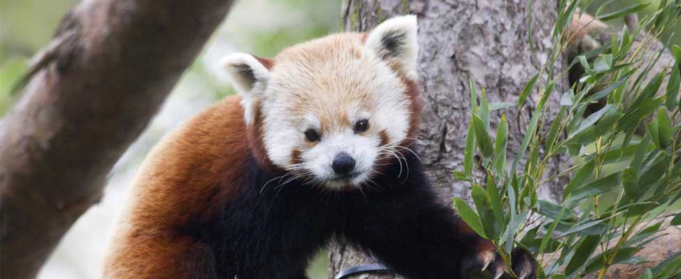 Edinburgh Zoo: Red Panda