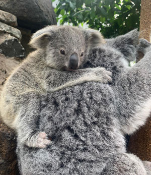 joey the koala bear originally from Queensland