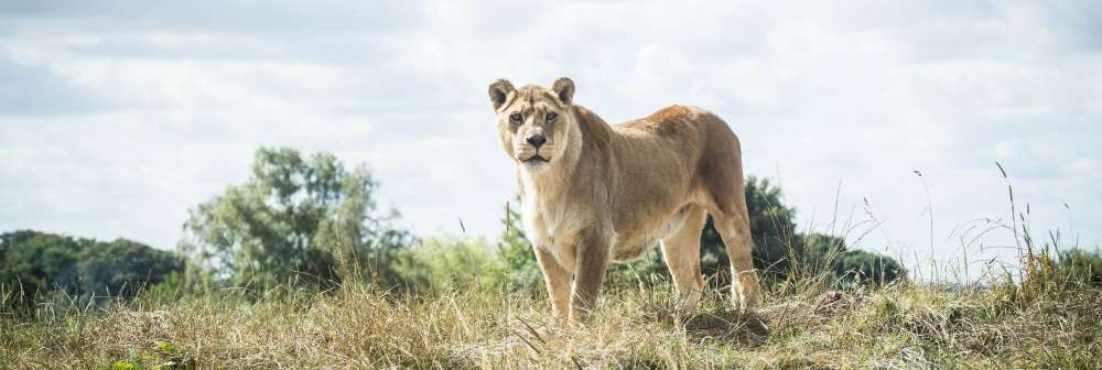 northern Tanzania lion at Whipsnade