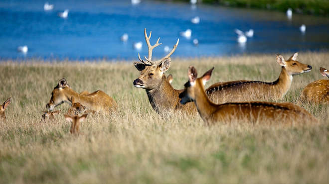 Whipsnade Zoo: Drive through