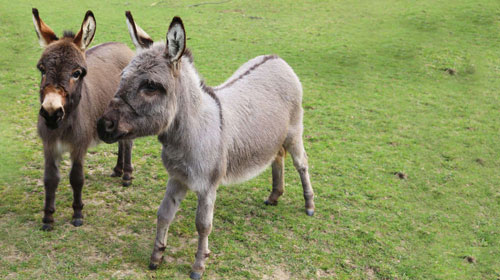 Whipsnade Zoo: Farm Yard Animals